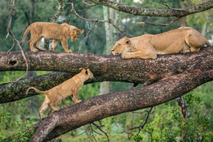 Tanzanie : Safari de luxe de 5 jours avec hébergement en lodge