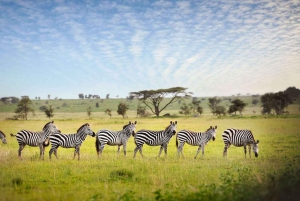 Tanzanie : Safari de luxe de 5 jours avec hébergement en lodge