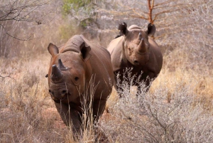 Tansania: 5-tägige Luxussafari mit Lodge-Unterkunft