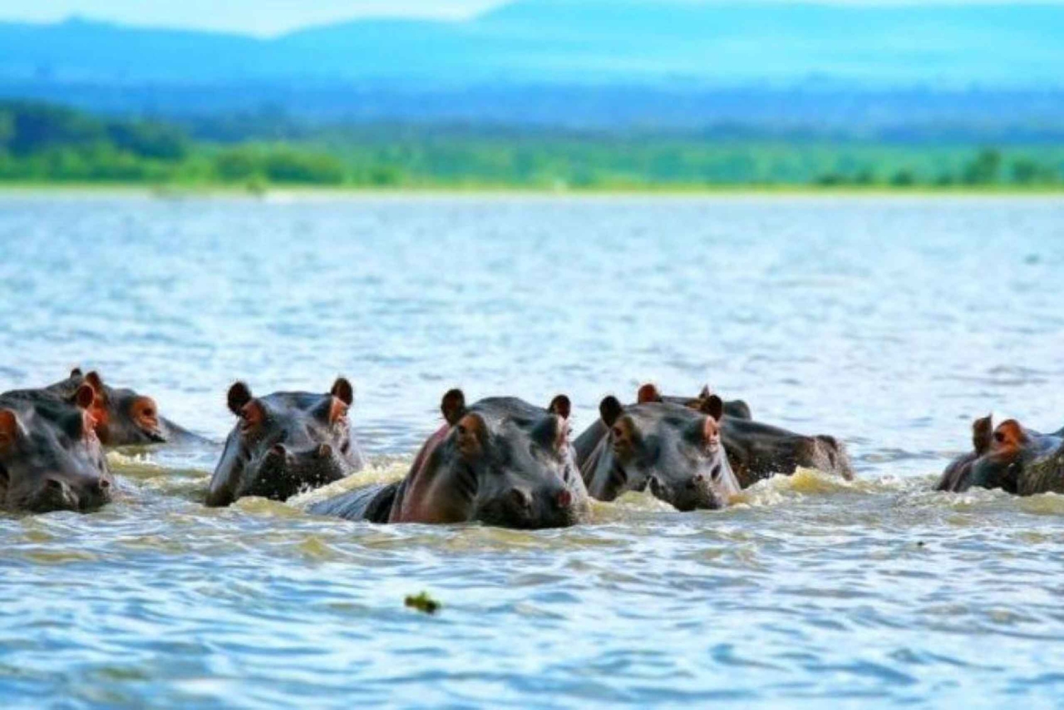 Tanzania: 5-dagars safari Tanzanias geo-natur.