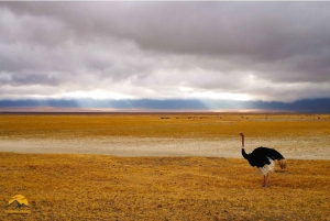Tanzânia: Safári de 5 dias a Tarangire, Ngorongoro e Manyara