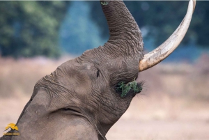 Tanzânia: Safári de 5 dias a Tarangire, Ngorongoro e Manyara