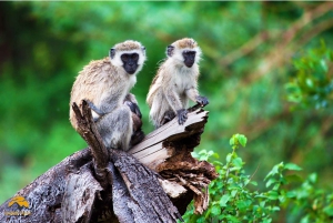 Tanzânia: Safári de 5 dias a Tarangire, Ngorongoro e Manyara