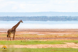 Tanzânia: Safári de 5 dias a Tarangire, Ngorongoro e Manyara