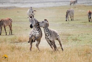 Tanzania: safari de 5 días a Tarangire, Ngorongoro y Manyara
