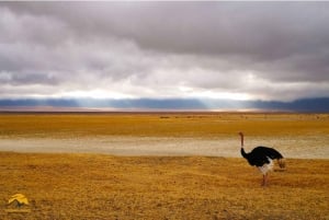 Tanzania: safari de 5 días a Tarangire, Ngorongoro y Manyara