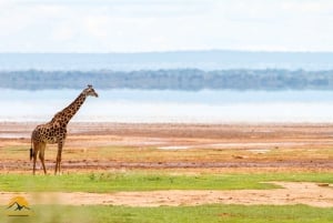 Tanzania: safari de 5 días a Tarangire, Ngorongoro y Manyara