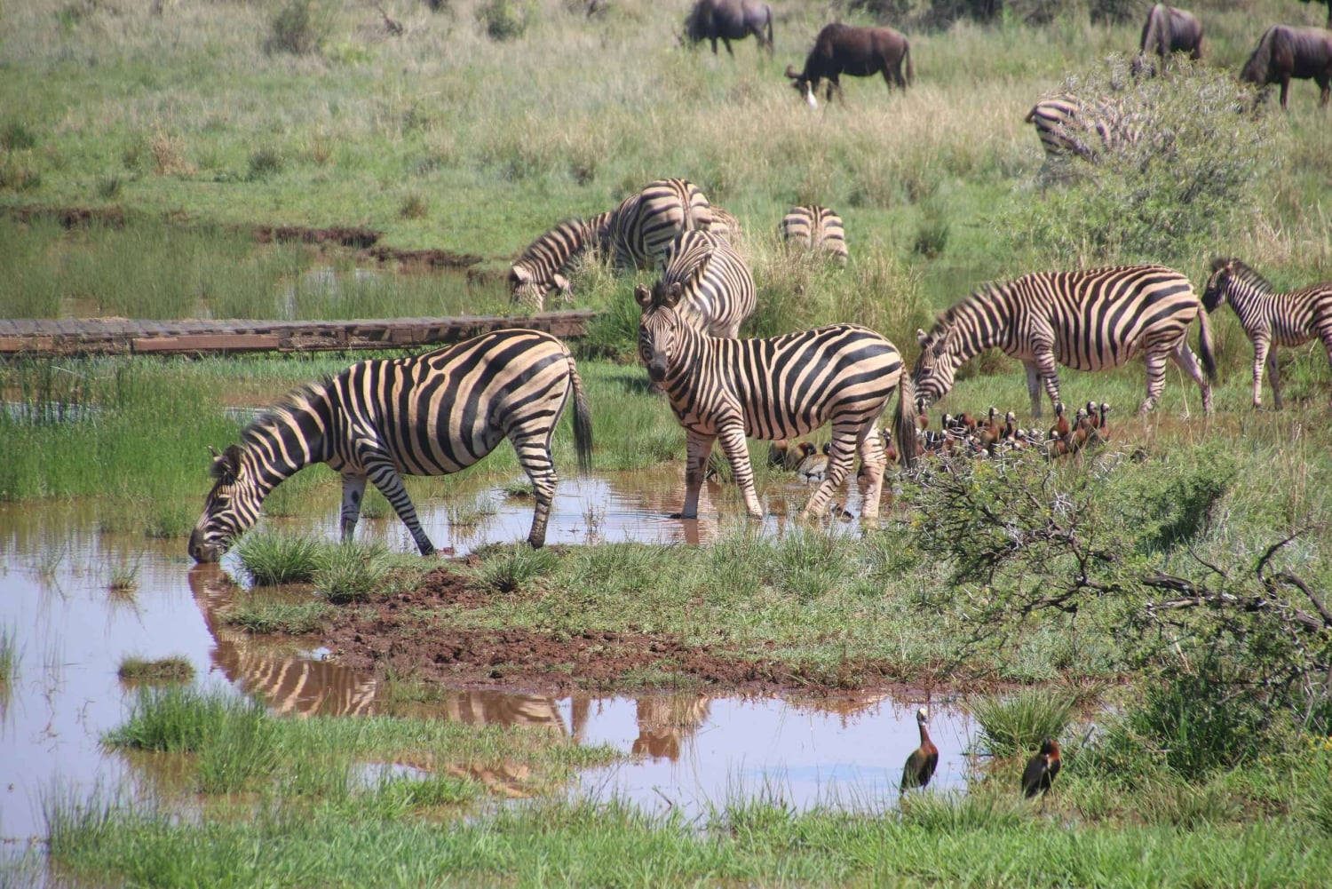 Tanzânia: Safari de 5 dias em Tarangire, Ndutu e Ngorongoro