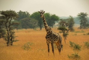 Tanzânia: Safari de 5 dias em Tarangire, Ndutu e Ngorongoro