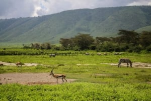 Tanzânia: Safari de 5 dias em Tarangire, Ndutu e Ngorongoro