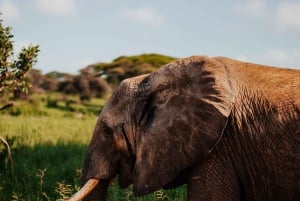 Tanzania: 7-dagers eksklusiv bryllupsreisesafari