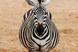 Tanzania: 7-dagers eksklusiv bryllupsreisesafari