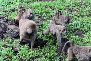 Tanzanie : 7 jours de safari de luxe avec vol en montgolfière