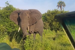 Tanzania: 7-dages luksussafari med Serengeti og Ngorongoro