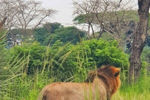 Tanzania: 7-dages luksussafari med Serengeti og Ngorongoro