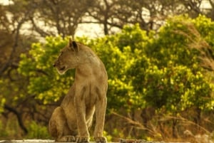 Tanzania: 7-dages luksussafari med Serengeti og Ngorongoro