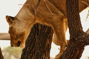 Tanzania: 7-dages luksussafari med Serengeti og Ngorongoro