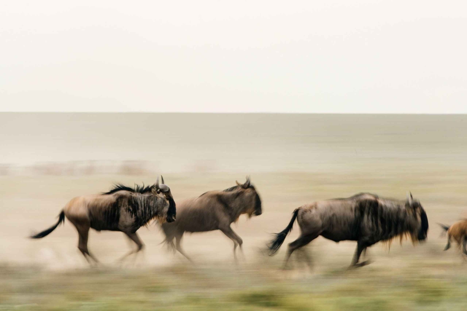 Tansania: 7 päivän luksussafari