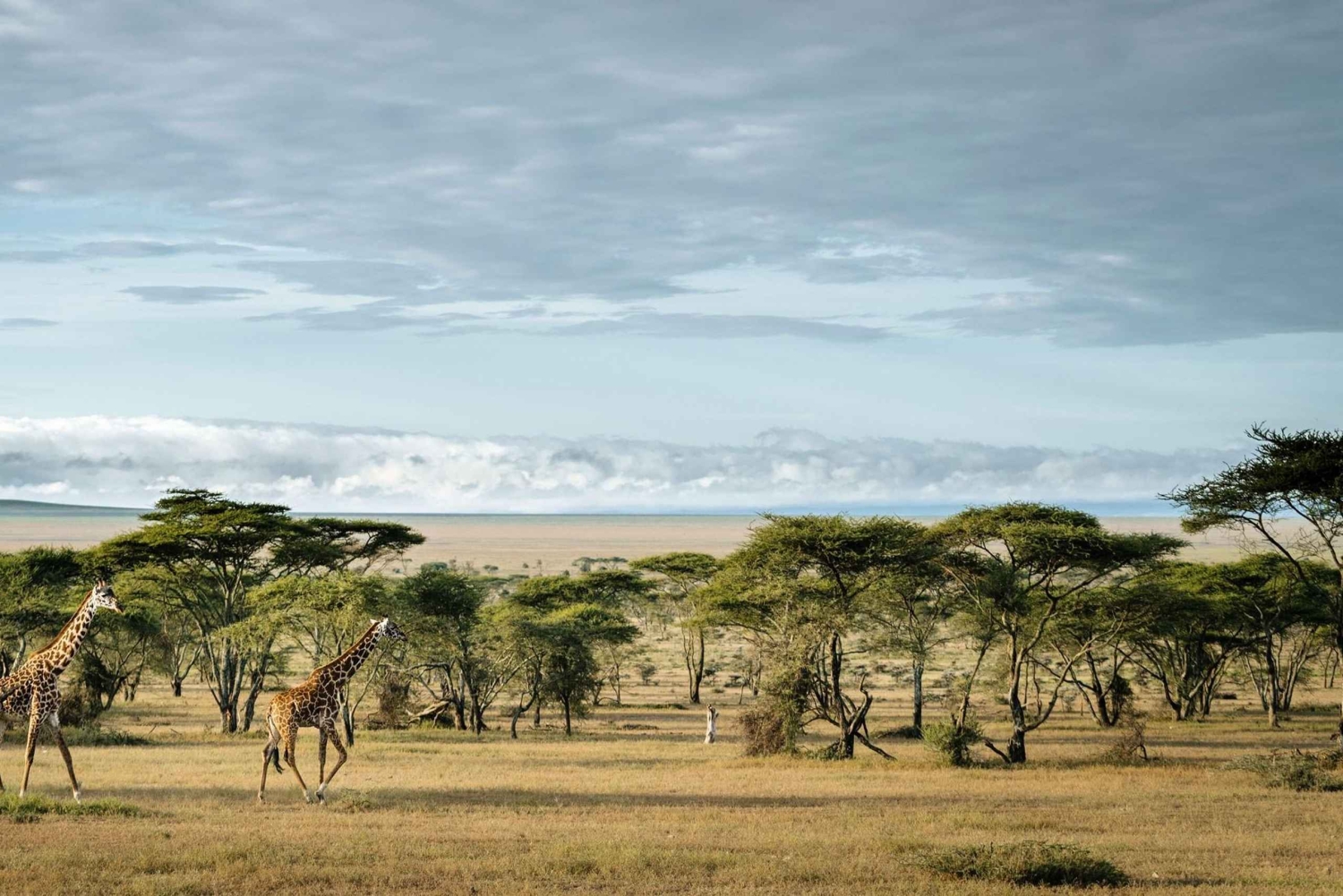 Tansania: 7 päivän luksussafari