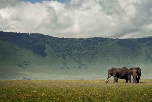 Tansania: 7 päivän luksussafari