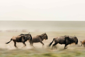 Tansania: 7 päivän luksussafari