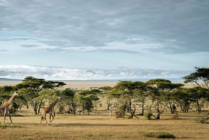 Tansania: 7 päivän luksussafari