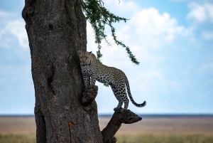 Tansania: 7 päivän luksussafari