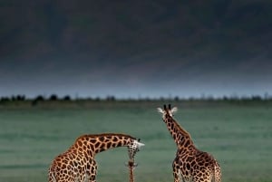 Tanzania: 7-Day Midrange Safari to Tarangire and Serengeti