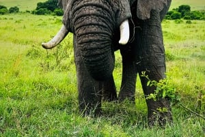 Tanzania: 7-Day Midrange Safari to Tarangire and Serengeti