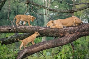 Tanzania: 7-Day Midrange Safari to Tarangire and Serengeti