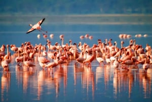 Tanzania: 7-Day Midrange Safari to Tarangire and Serengeti