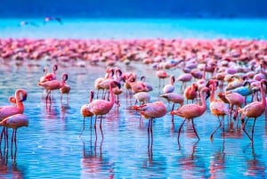 Tanzania: 7-Day Midrange Safari to Tarangire and Serengeti