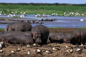 Tanzania: 7-Day Midrange Safari to Tarangire and Serengeti
