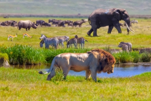 Tanzania: 7-Day Midrange Safari to Tarangire and Serengeti