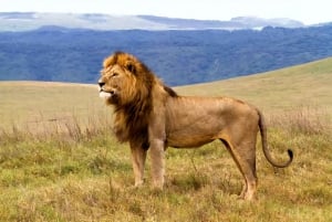 Tanzania: 7-Day Midrange Safari to Tarangire and Serengeti