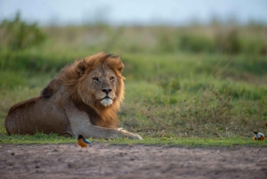 Tansania: 7 päivän safari majoituksella ja safarikierroksilla