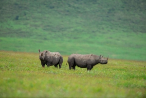Tansania: 7 päivän safari majoituksella ja safarikierroksilla