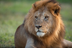 Tansania: 7 päivän safari majoituksella ja safarikierroksilla