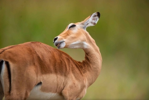 Tansania: 7 päivän safari majoituksella ja safarikierroksilla