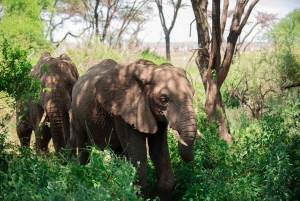 Tansania: 7 päivän safari majoituksella ja safarikierroksilla
