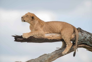 Tansania: 7 päivän safari majoituksella ja safarikierroksilla