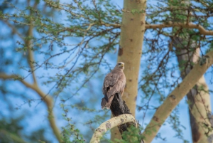 Tansania: 7 päivän safari majoituksella ja safarikierroksilla