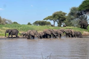 Tanzania: 8-dages privat safari