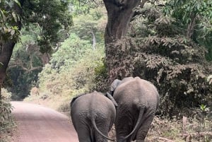 Tanzania: 8-dages privat safari