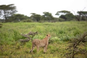 Tanzania: 8-dages privat safari