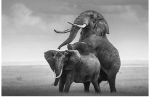Tanzania: 8-Day Safari and Volcano Trekking Adventure