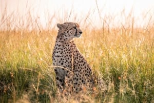Tanzania: 8-Day Safari and Volcano Trekking Adventure