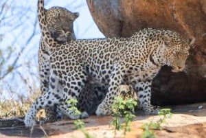 Tanzania: 8-Day Safari and Volcano Trekking Adventure