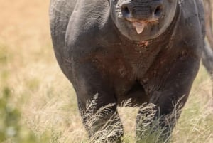 Tanzania: 8-Day Safari and Volcano Trekking Adventure