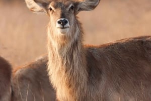 Tanzania: 8-Day Safari and Volcano Trekking Adventure